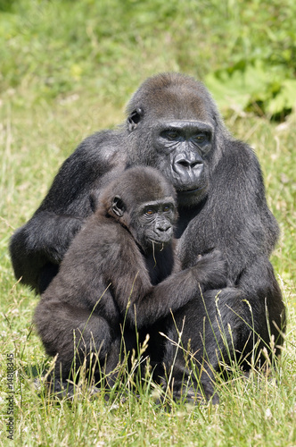 Gorille et son petit