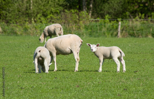 cheep with cute lambs