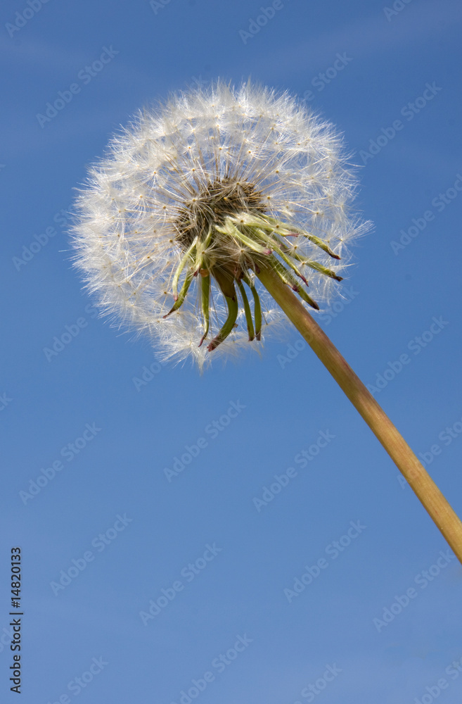 Dandelion over blue sky