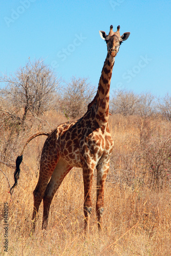 Giraffe in the bush