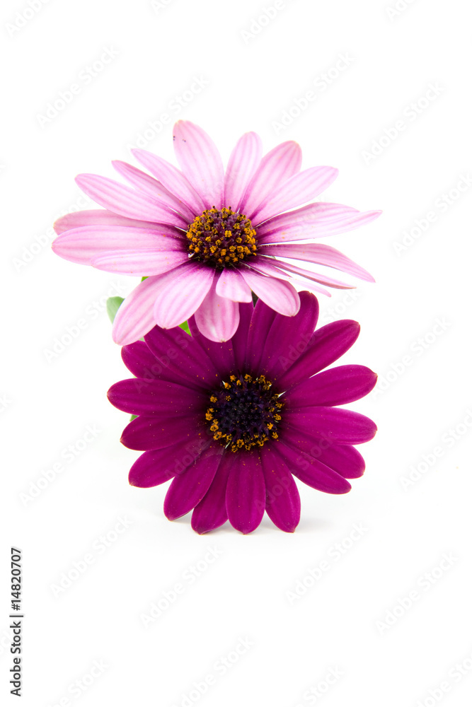pink daisy isolated on white background