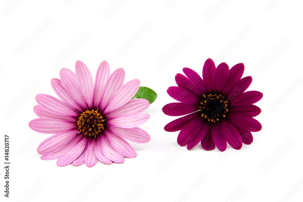 pink daisy isolated on white background