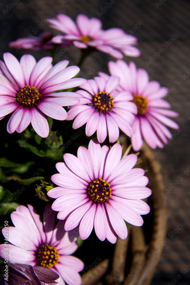 pink daisy Spanish daisy pink daisy Spanish daisy