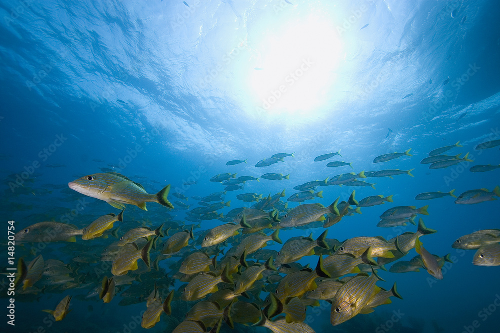 Obraz premium Schooling tropical fish, Key Largo, Florida