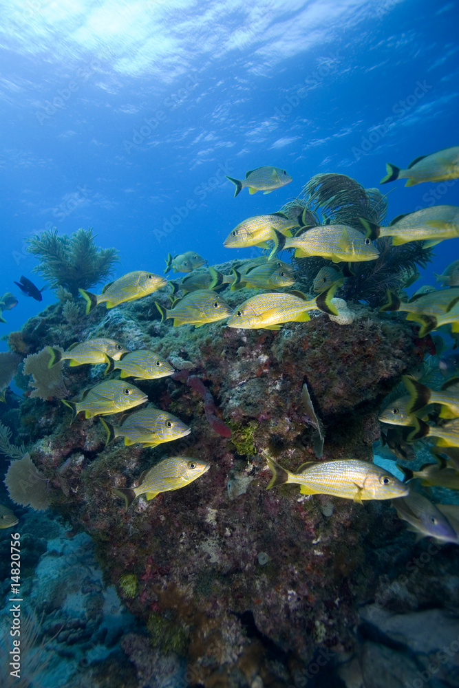 Naklejka premium Schooling tropical fish, Key Largo, Florida