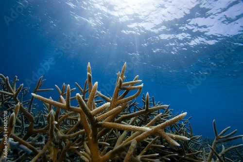 Staghorn Coral, Bonaire