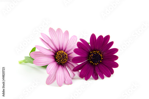 pink daisy isolated on white background photo