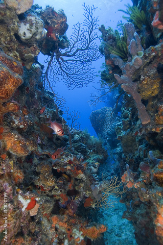 Coral reef, St. Lucia