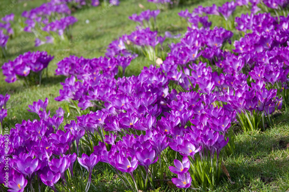 Obraz premium Dutch spring crocus flowers