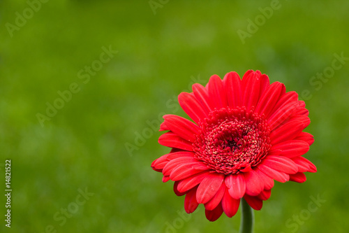 Red gerbera flower