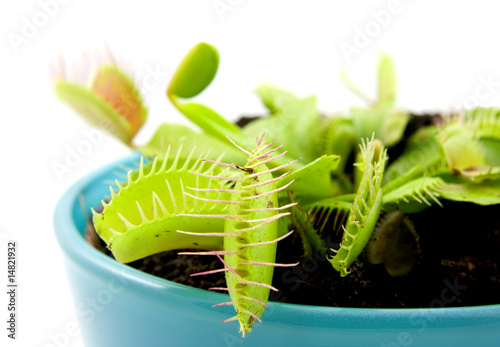 Blue pot with Dionaea isolated on white background photo