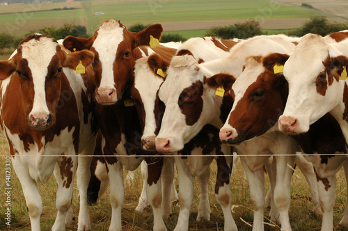 Cows in the pasture.