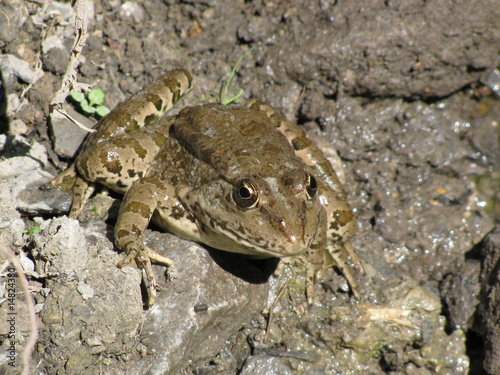 crapaud