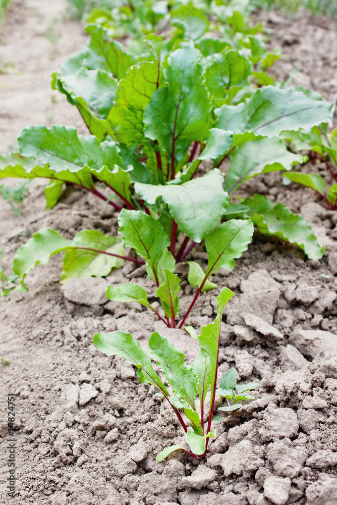 Beetroot growing in dry soil with selective focus Beetroot growing in dry soil with selective focus