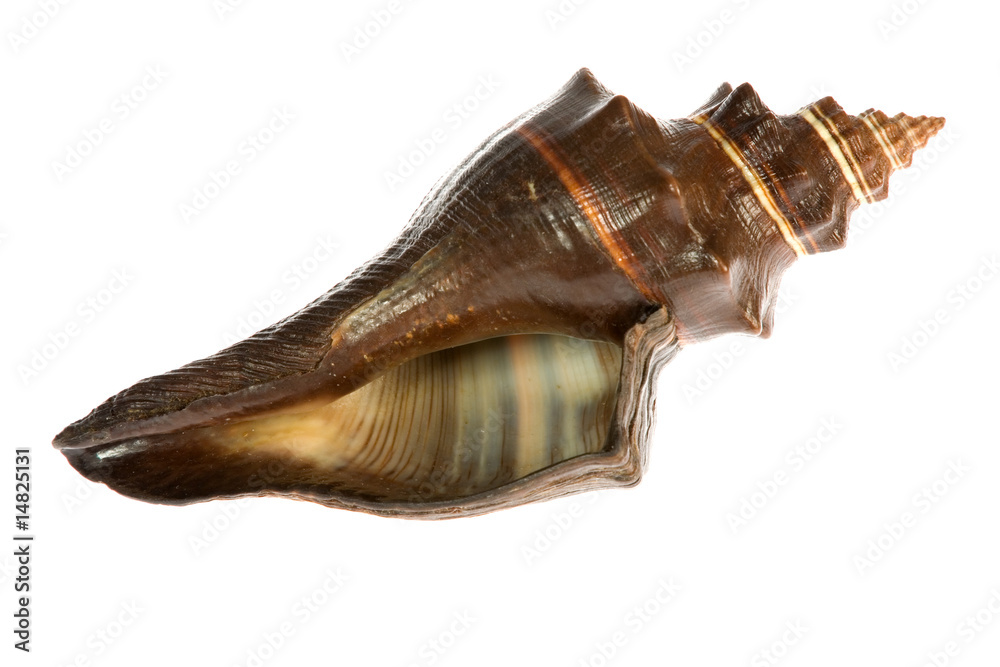 Naklejka premium seashell isolated on white background