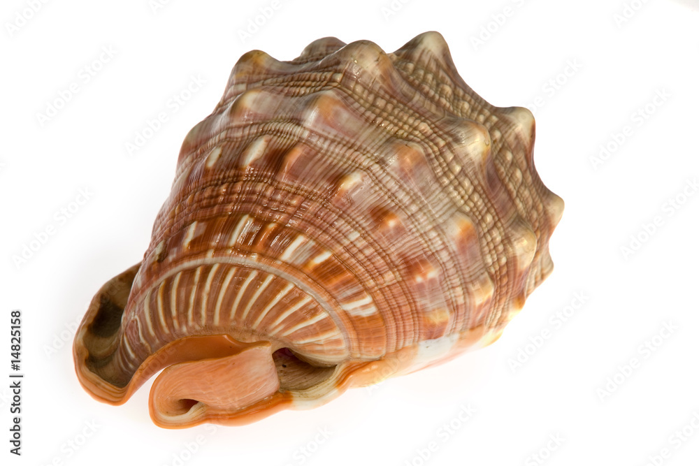 seashell isolated on white background seashell isolated on white background