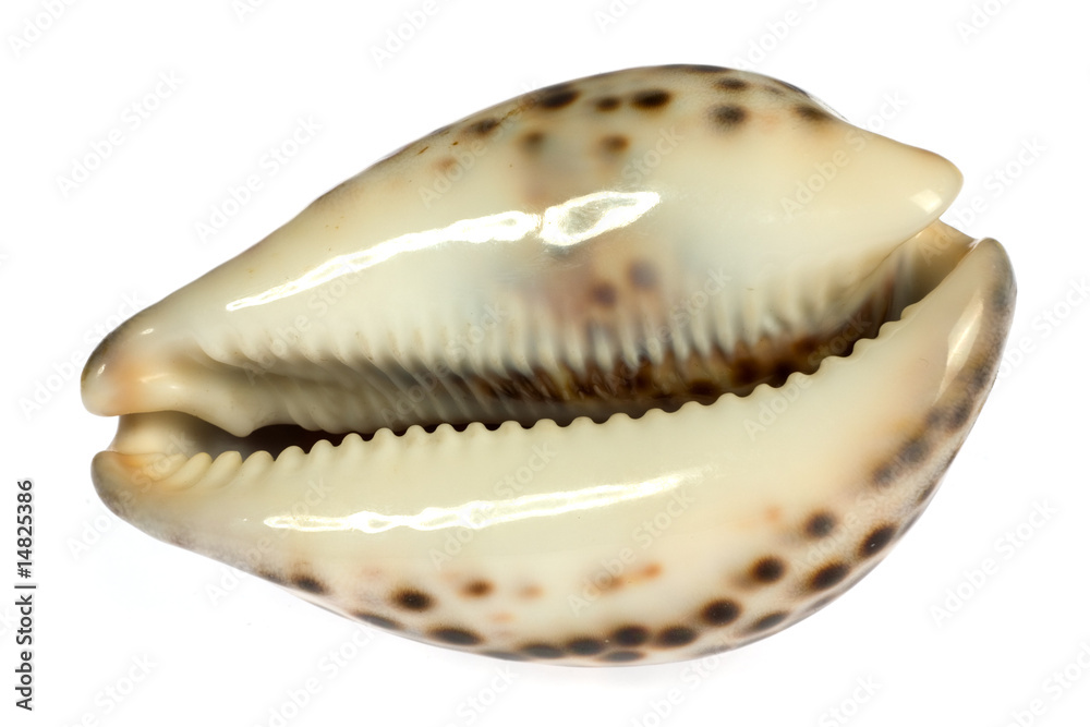seashell isolated on white background seashell isolated on white background
