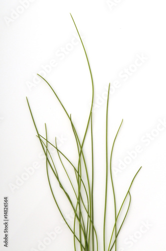 Erba cipollina - Allium schoenoprasum
