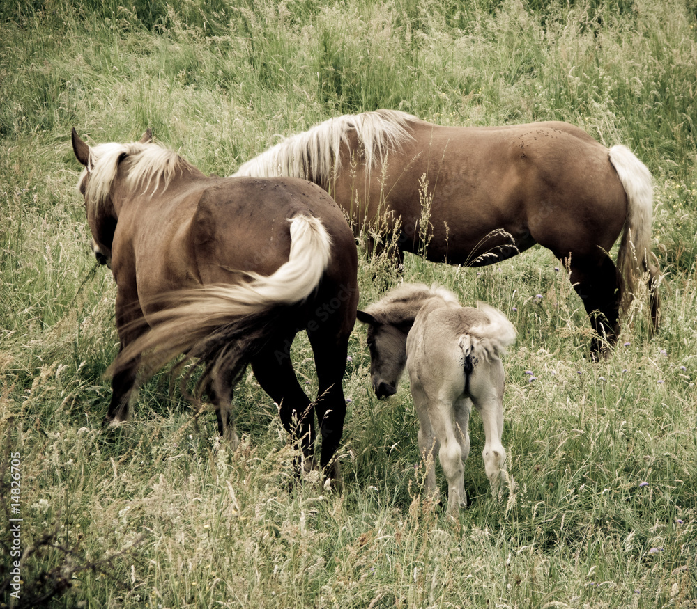Chevaux Chevaux