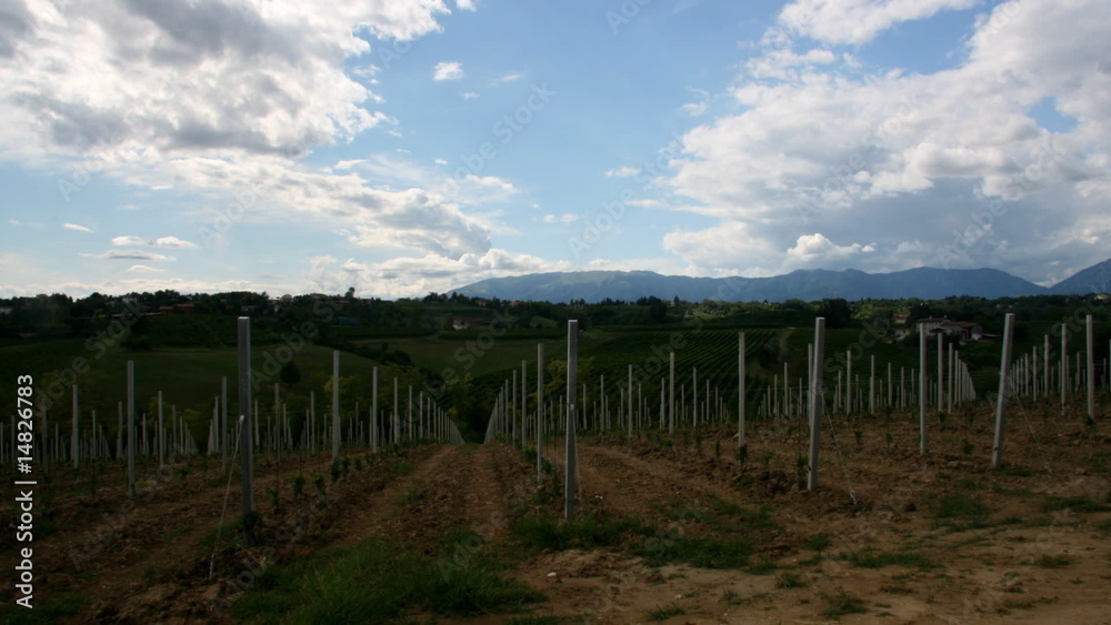 Vineyard panorama. Timelapse. Vineyard panorama. Timelapse.