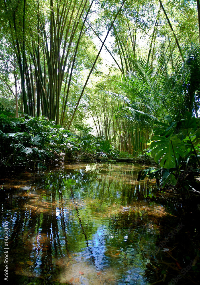 Jungle Scenery Jungle Scenery