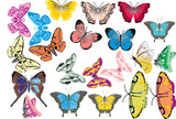 twenty one color butterflies