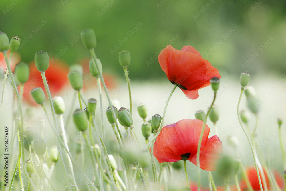 Obraz premium mohnblumen