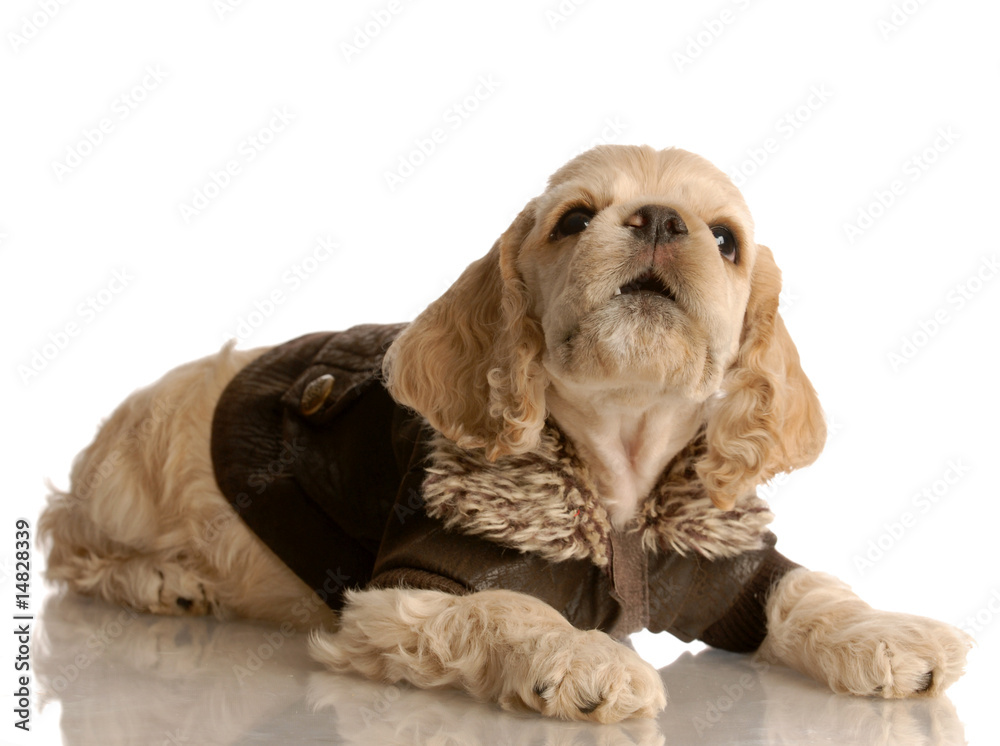 cocker spaniel puppy wearing brown leather jacket cocker spaniel puppy wearing brown leather jacket