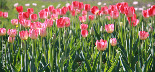 Fototapeta Naklejka Na Ścianę i Meble -  Pink tulips