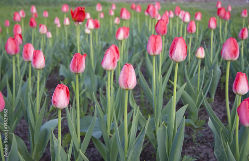 Pink tulips