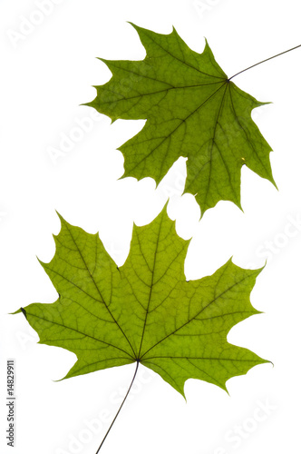 dry green maple tree leaf on white