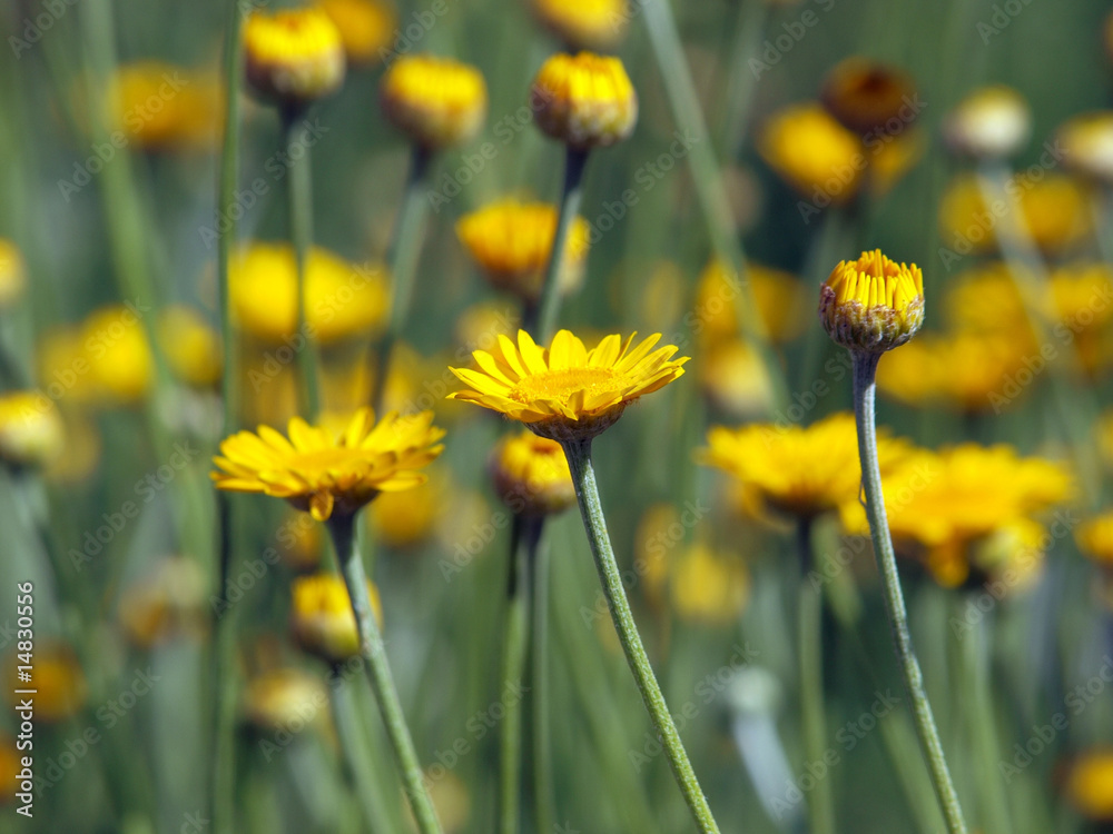 Obraz premium Gelbe Blumen