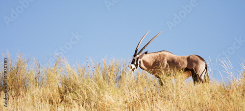 Canvas Print Gemsbok antelope grazing in the Kalahari