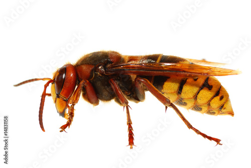 hornet
