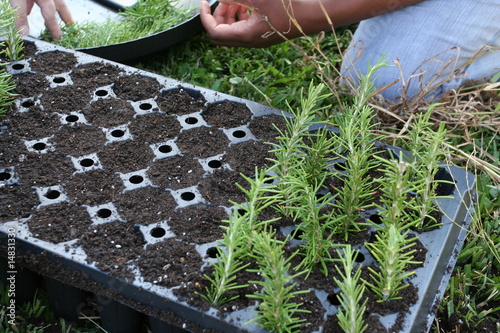 propagating rosemary