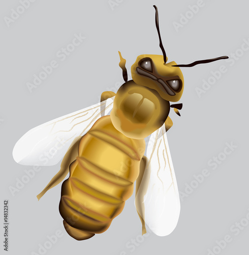 Bee