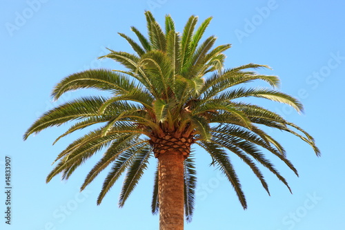 Kanarische Dattelpalme Phoenix canariensis Mallorca Spanien