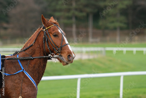 cheval de course