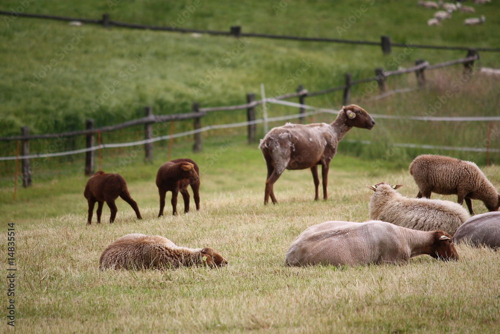 Fototapeta premium Schafe