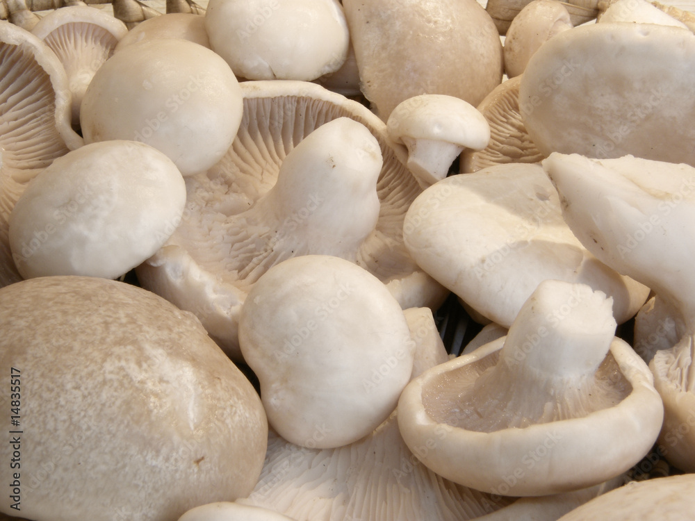 mushrooms close-ap mushrooms close-ap