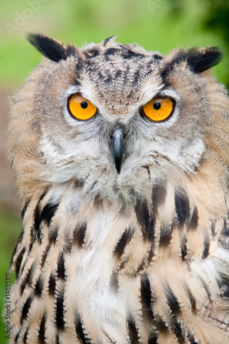 Canvas Print baby owl face on stare