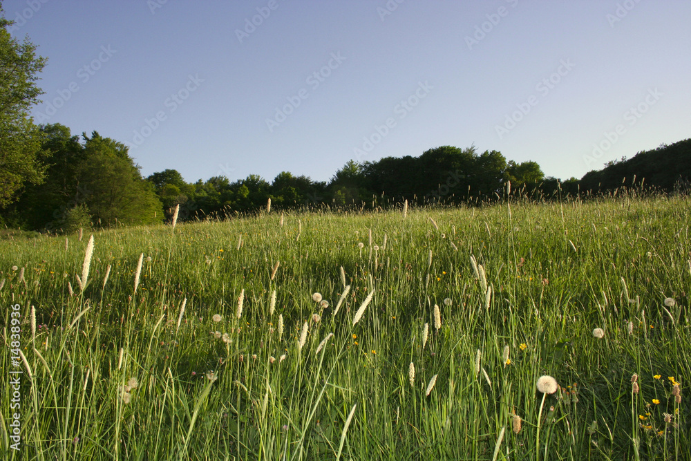 Obraz premium Wildwiese am Wald