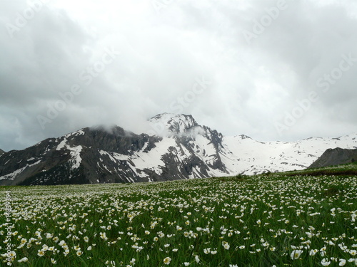 montagnes enneigée et champs de fleurs  300509110