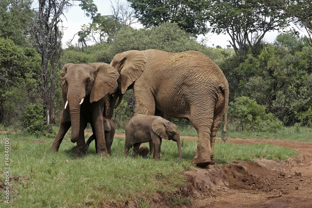 Elephants with calfs