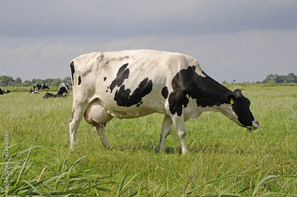 Kühe auf einer Weide bei Pilsum