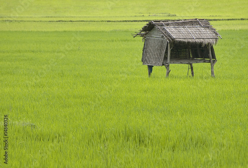 Shelter in Rice Field