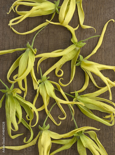 Cananga / Ylang-ylang Flower