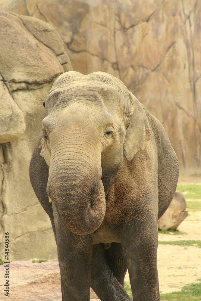 Naklejka premium Asiatischer Elefant