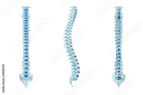 3d illustration of a human backbone. photo