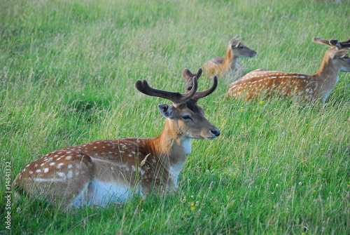 Wallpaper Mural Dammwild Torontodigital.ca